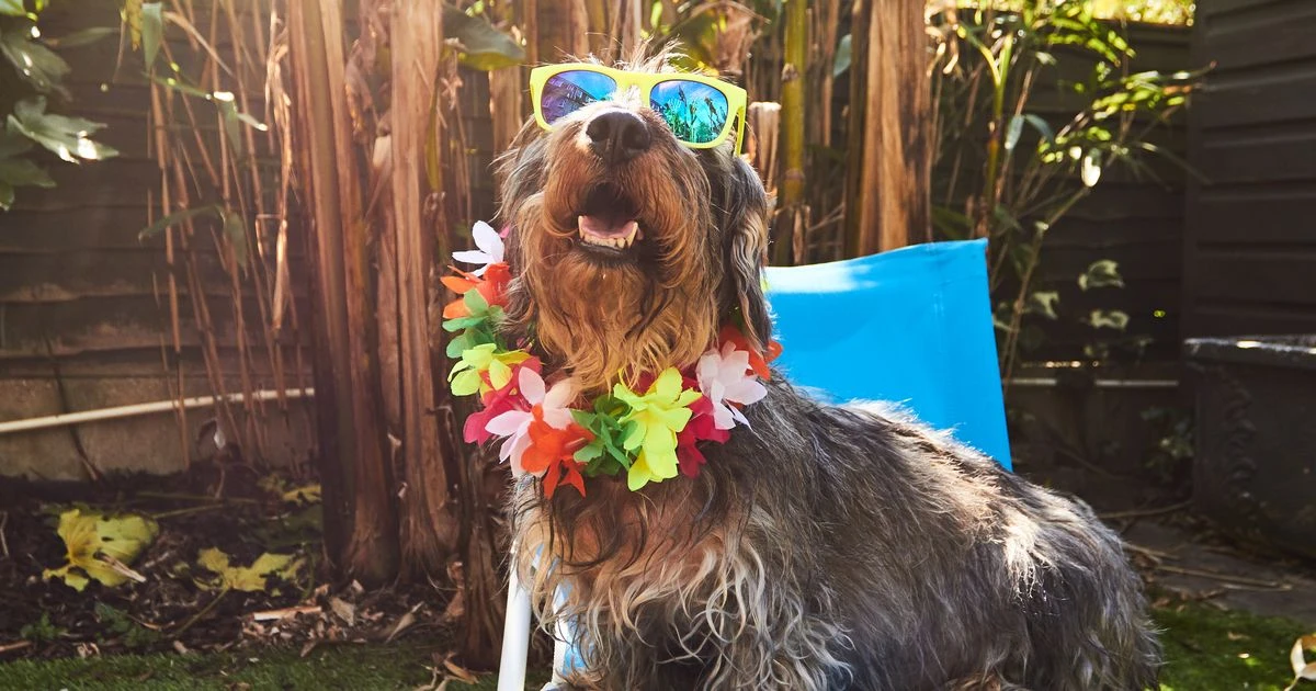 Four common summer culprits all dog owners must watch out for in hot weather