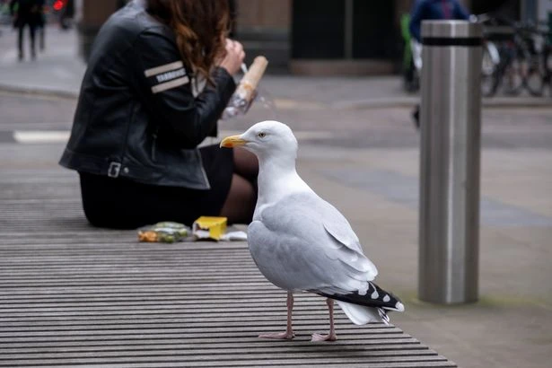 Man 'punched' seagull and 'stuffed it into fence' as both wings broken