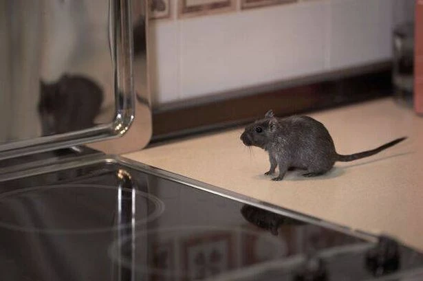 Keep rats away from your home with 24p solution to overflowing bins