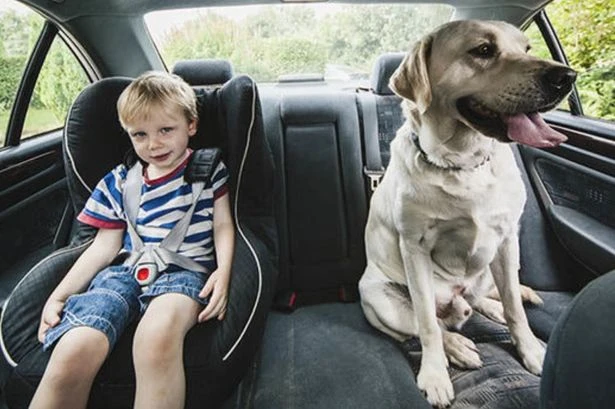 Drivers risk £5,000 fines for mistake when taking dog in their car