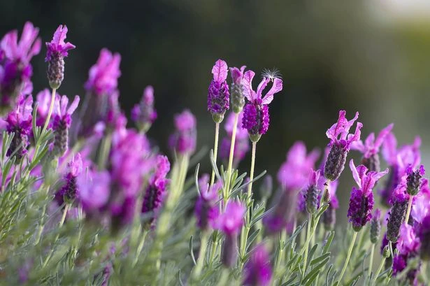 Gardening expert's 'simple' homemade recipe to make lavender 'bloom all year'
