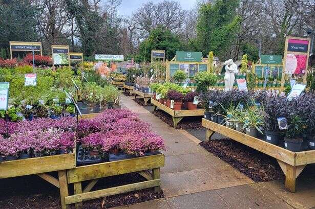 'Winter wonderland' garden centre in Birmingham suburb named among UK's best