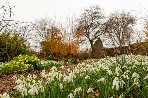 The 'glorious' Gardeners' World winter walk with 9,000 snowdrops and a free breakfast