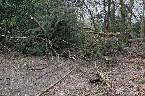 'Iconic trees' fall in 'magical' Midlands park as storm devastation likely to cost 'thousands'