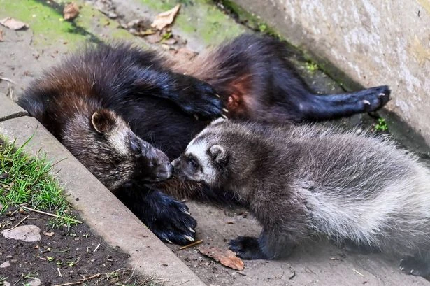 Adorable Dudley Zoo wolverine kits venture outside for first time
