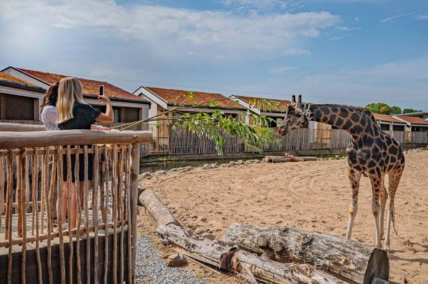 Chester Zoo unveils first look at new luxury wildlife lodges with giraffes and zebras