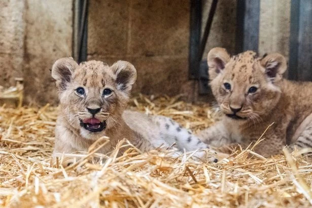 Adorable moment newborn lion cub tries out a roar just days after its birth