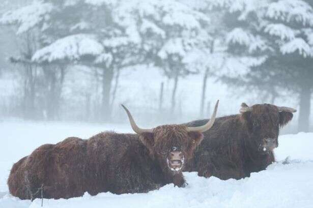 UK faces 'terrifying' snow bomb next week with three cities in England worst-hit