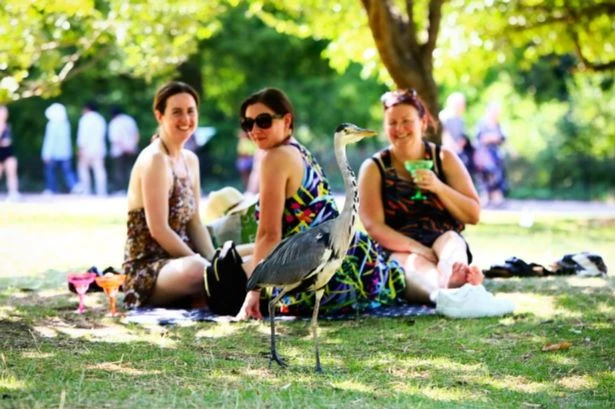 UK faces 31C heatwave next week but only eight counties in England will feel it