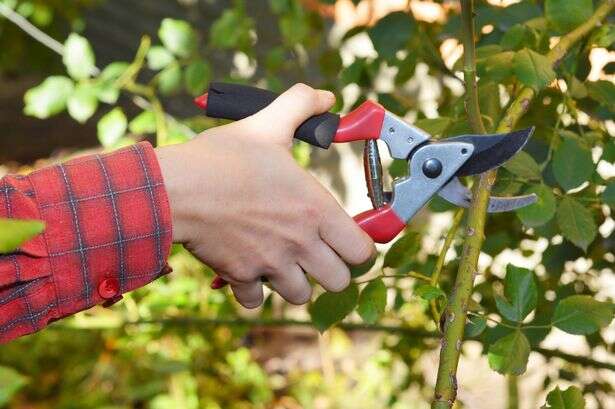 Monty Don warns popular plant needs to be 'pruned now' to avoid lasting damage