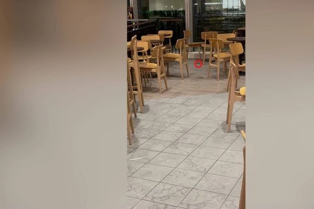 Manchester Airport issues response after mice spotted near Starbucks