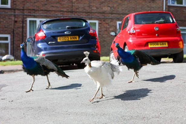 Midland village 'terrorised' by peacocks that keep them up until 2am