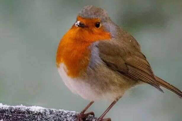 UK households who spot robin in garden during January or February 'warned'