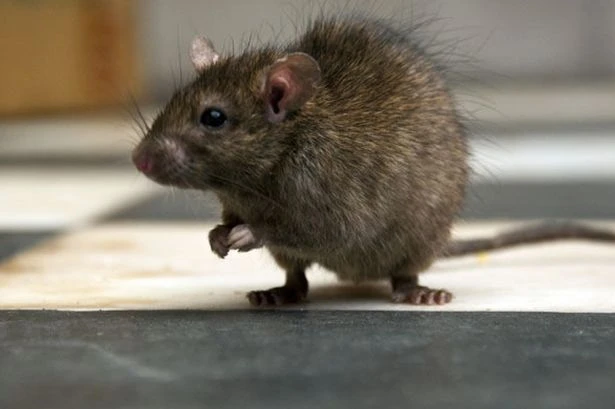 UK households told to 'seal entrances' as giant rats sweep England in epidemic