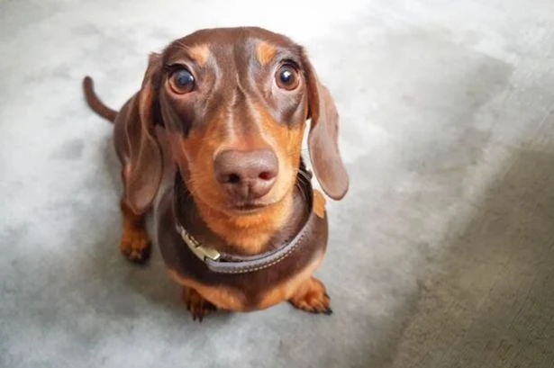 UK dog owners 'unaware' of barking rule which could see them fined £1,000