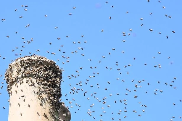 Family 'trapped' as Midland street invaded by a million bees