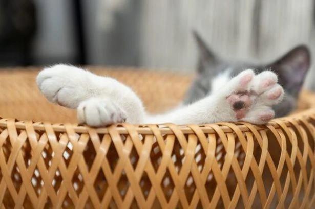 Cat owners in England face £500 fines over law 13 per cent refuse to follow