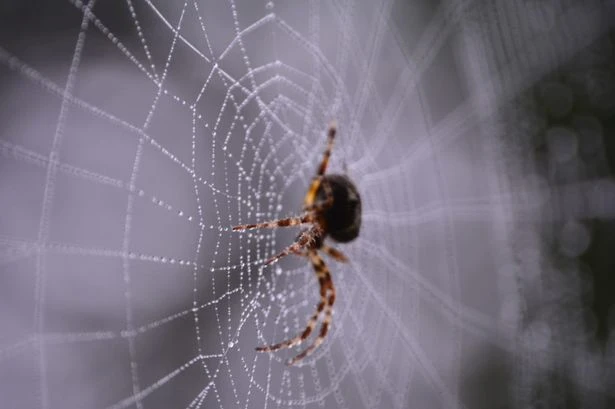 UK households warned to 'seal windows and doors' as spider season brought forward