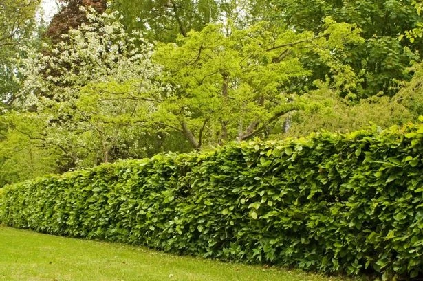 UK households with hedges in garden risk 'prison sentence' for mistake in May