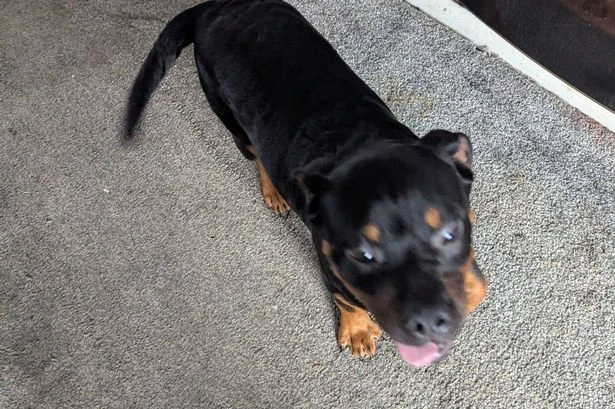 Tragic end for one of two dogs found tied up next to bin in alleyway