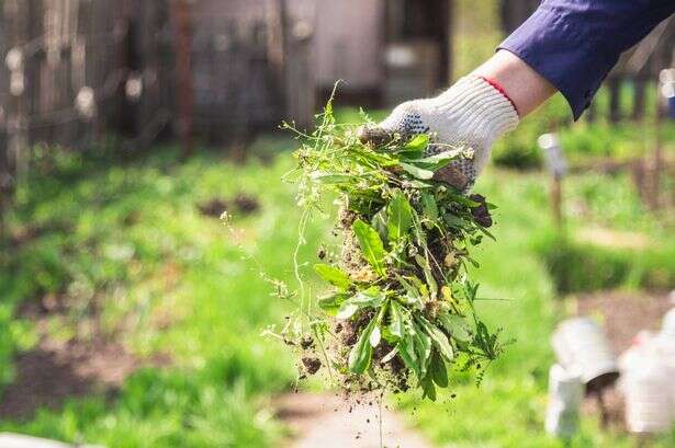 Gardening expert's 'genius' trick to get rid of weeds permanently