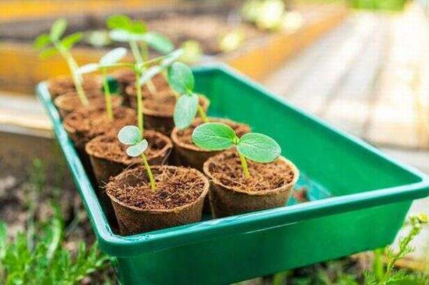 Expert says gardeners should plant a pipe in their garden in next six weeks