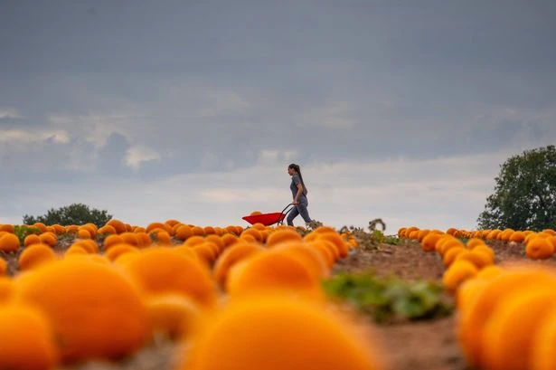 Midland field where 40,000 pumpkins are ready for Halloween