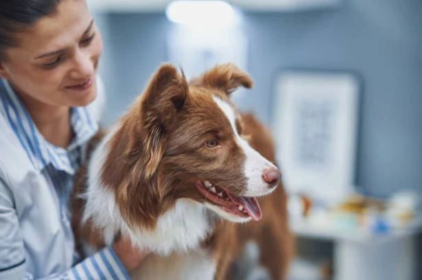 Major vet shake-up in England with pet owners facing 21 new rules
