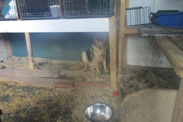 Inside £105k puppy farm hidden in Midlands where dogs live in squalor