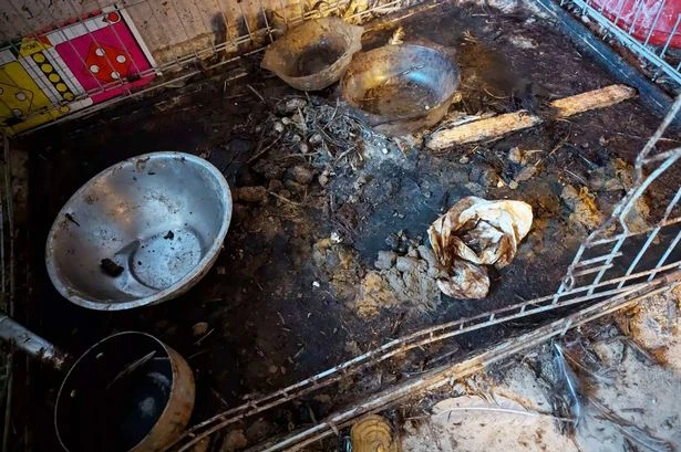 Inside Midland home where cruel owner left five dogs in filth without water