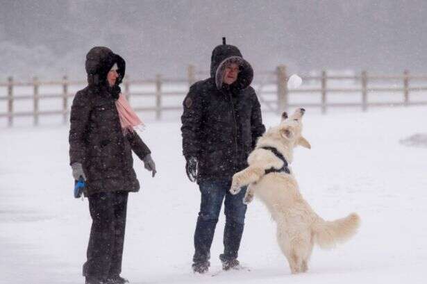 Dog owners in England warned to remove item from house before next week