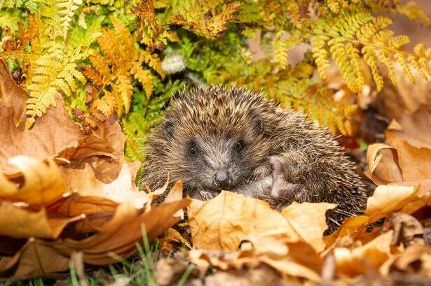 People with much loved animal in their gardens issued warning over one winter act