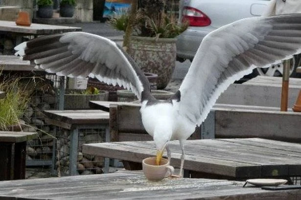 Holidaymakers warned over seagulls who can lift coffee mugs in tourist hotspot