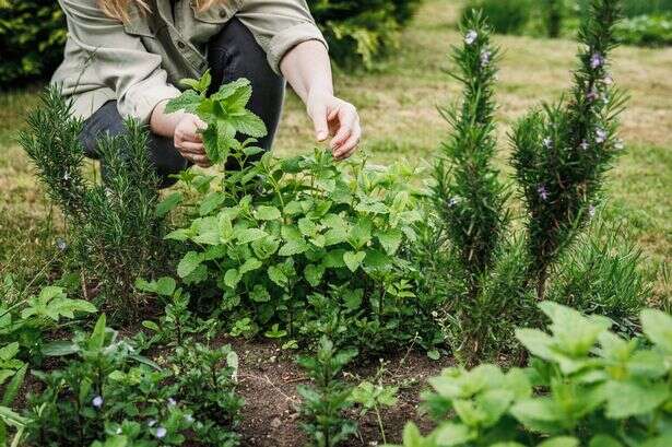 Gardeners urged to complete five key jobs this month ahead of winter