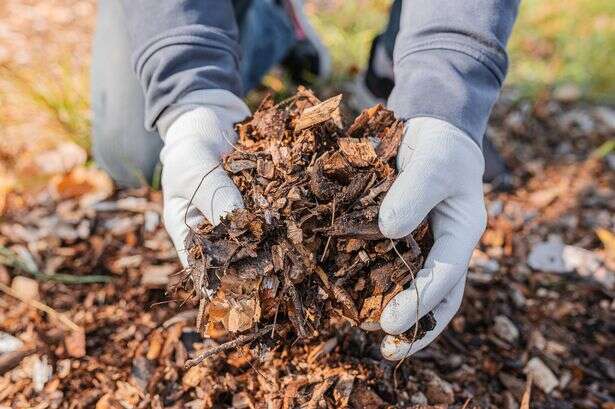 National Trust gardening experts issue warning to gardeners over 'neglected' soil