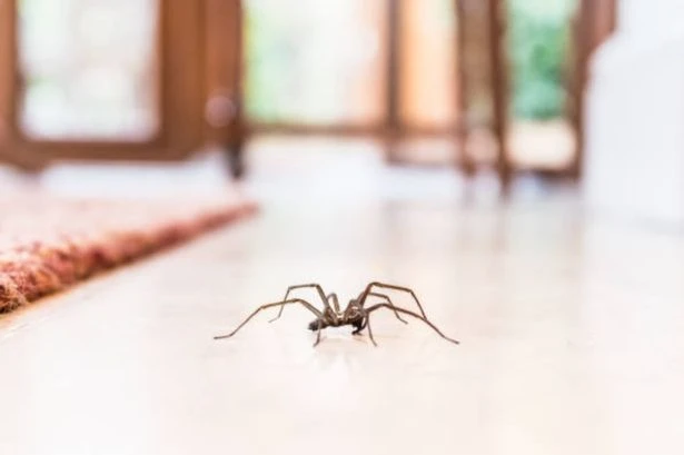 UK households warned not to kill spiders coming into house in September