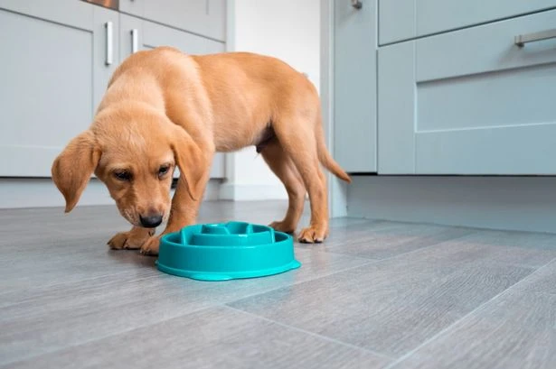 UK households with dog bowl in home urged to act before next Saturday
