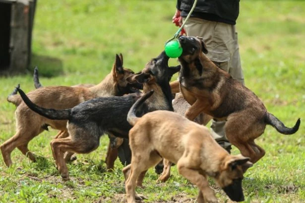 Dog breed is 'next XL Bully' and could become banned in England