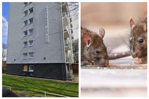 'I was forced to live with rats for 18 months' - council tenant wins compensation