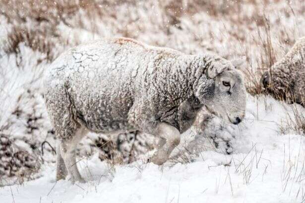 UK faces -7C snow which looks set to hammer England 'sooner than expected'