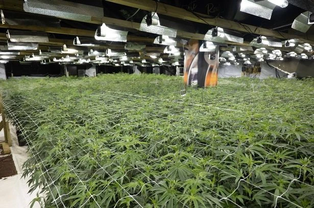 Police bust 'high-rolling' cannabis factory inside former casino