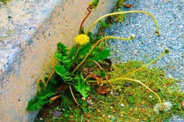 Woman's 'tried and tested' weed killer trick clears patios in days without chemicals