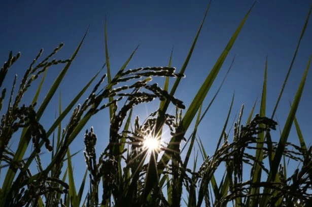 Exact date five-day UK heatwave will start and end as England faces 33C