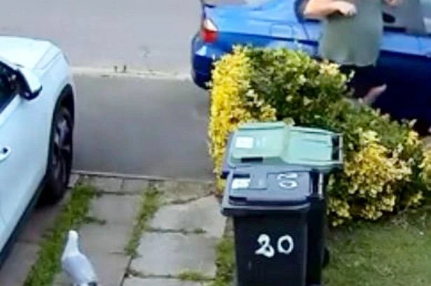 Moment swooping seagull attacks family in UK tourist hotspot