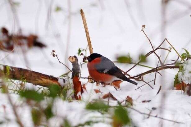 New -10C snow storm on way to UK with 'exact date' it starts announced