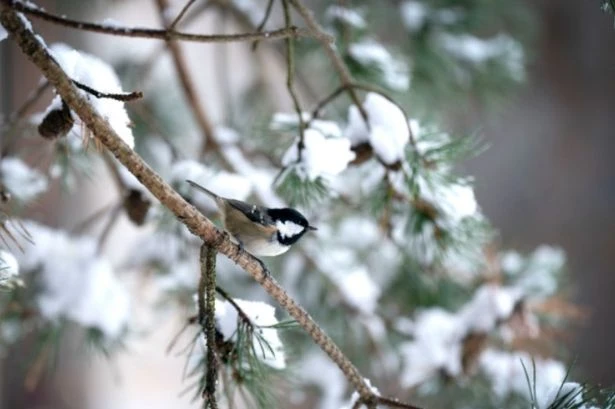 Met Office confirms 'some snow' in March with flurries as early as next week