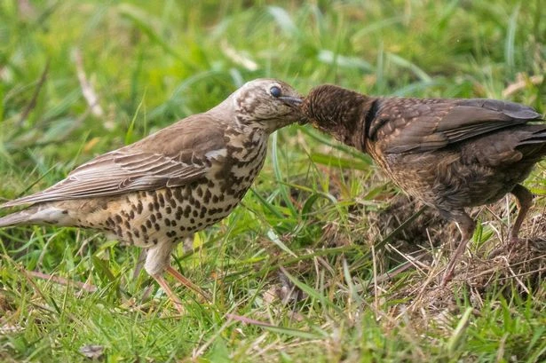 Rare moment orphaned blackbird chick 'adopted' by mistle thrush in new footage