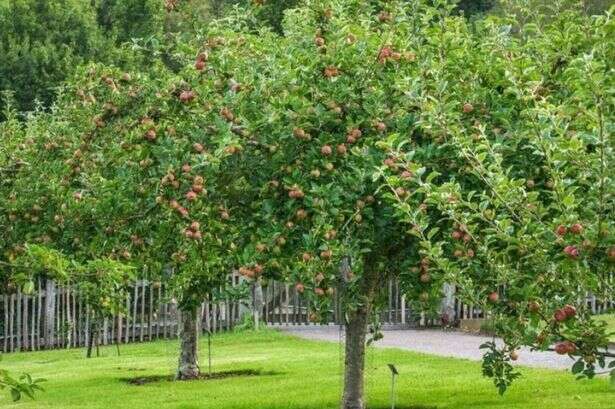 UK households who have apple or pear tree in garden 'warned'