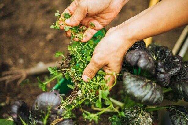 Gardener shares his top tips to keep gardens 'weed-free' all year round