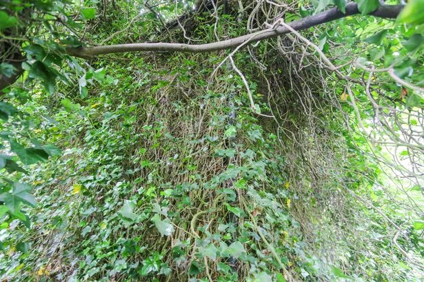 Midland house sold for £180k is still almost invisible under blanket of foliage a year later